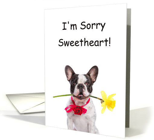 I'm Sorry Sweetheart Card - Boston Terrier dog with a... (1219390)