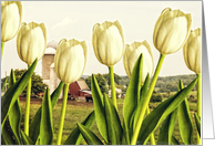 White tulips on the farm card