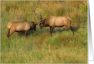 Bull Elk - Blank Note Card