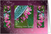 Hebe Pink Ice Crystals - Winter Flowers Happy New Year Holidays card