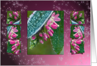 Hebe Pink Ice Crystals - Winter Flowers blank note card