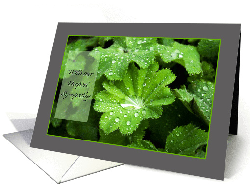 Lady's Mantle raindrops green grey - plants Sympathy Condolences card