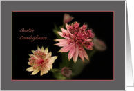 Astrantia flowers raindrops - Italian Sympathy Sentite Condoglianze card