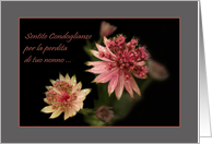 Astrantia raindrops - Italian condolences loss grandpa grandfather card