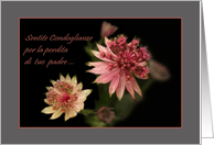 Astrantia raindrops - Italian condolences loss padre father card