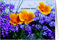 Orange California Poppy and Purple flowers Blank Note Card Custom Text card