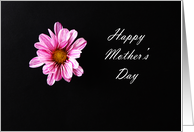 Mother’s day card with a single Chrysanthemum flower card