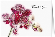 Magenta Orchids Thank You Blessings card