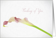 Thinking of You Pink Calla LilyCard card