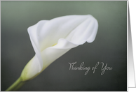 Thinking of You Calla Lily Blank Inside card