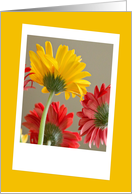 Red and Yellow Daisies Bright and Cheerful Blank Card