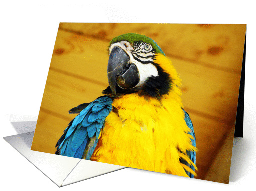 Blue and Golden Macaw Portrait Blank Note card (1180718)