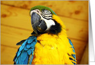 Blue and Golden Macaw Portrait Blank Note Card