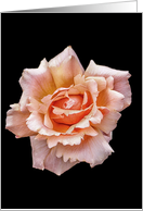 The Colors of a Simple Beautiful Coral Rose Blank Note card