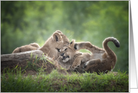 Two Lion Cubs Have A Wrestling Match In Late Afternoon Sun Blank Note card