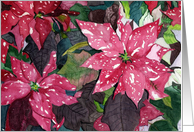 Red Poinsettia Holiday Card