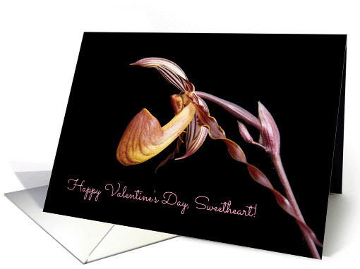 For Sweetheart on Valentine's Day - Orchid on Black card (1207388)