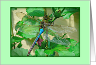 Happy Summer Birthday For Her -- Colourful Dragonfly on Rose of Sharon card
