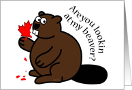Are You Lookin? beaver, maple leaf, Canada Day, funny card