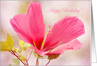 Pink hibiscus Happy Birthday card