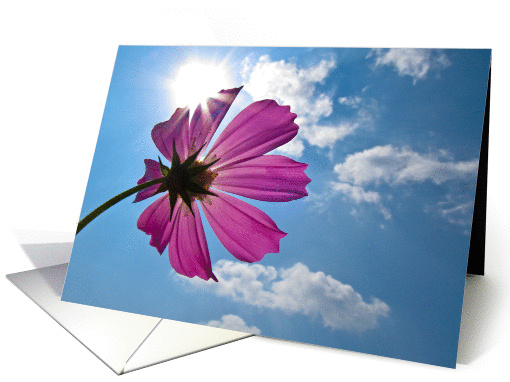 Pink flower in evening sunlight card (1277400)