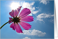 Pink flower in evening sunlight card