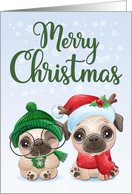 Pugs with Santa Hat...