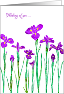 Thinking of You with Stylized Purple Iris, Elegant Floral Design card