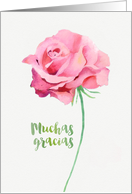 Thank you in Spanish, Muchas Gracias, Watercolor Pink Rose card