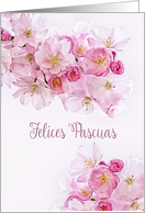 Happy Easter in Spanish, Felices Pascuas, Pink/White Cherry Blossoms, card