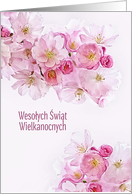 Happy Easter in Polish, Pink/White Cherry Blossoms, card