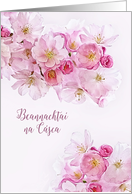 Happy Easter in Irish, Beannachtai na Csca, Pink Cherry Blossoms card