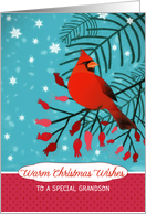 Special Grandson, Warm Christmas Wishes, Red Cardinal card