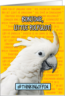 Polyglot Language Camp Cockatoo card