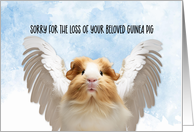 Pet Guinea Pig Condolences card
