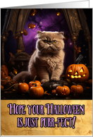 Exotic Shothair Cat Halloween card