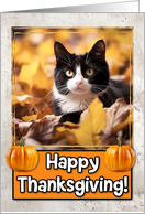 Tuxedo Cat Happy Thanksgiving card
