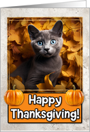 Russian Blue Kitten Happy Thanksgiving card