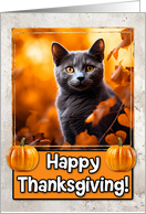 Russian Blue Cat Happy Thanksgiving card
