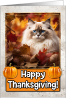 Ragdoll Cat Happy Thanksgiving card