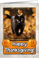Black Cat Happy Thanksgiving card