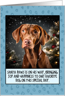 Vizsla Christmas