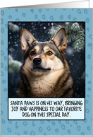 Swedish Vallhund...