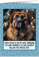 Leonberger Christmas