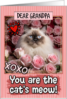 Grandpa Valentine’s Day Himalayan Cat and Roses card