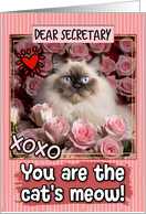 Secretary Valentine’s Day Himalayan Cat and Roses card