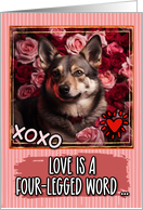 Swedish Vallhund and...