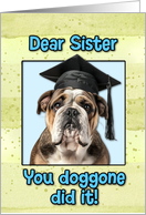 Sister Congratulations Graduation English Bulldog card
