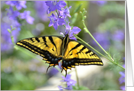 Swordtail Butterfly card