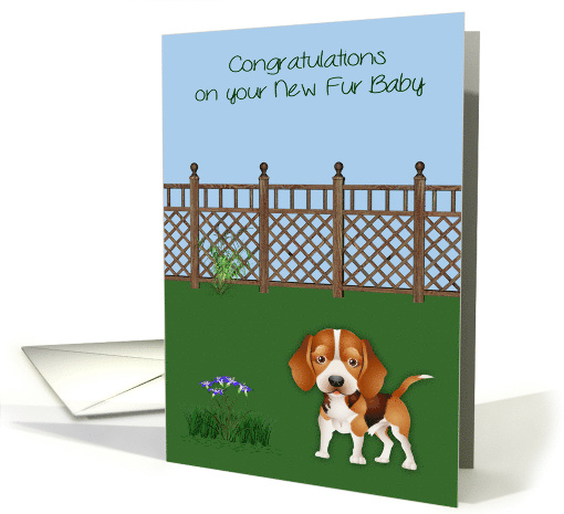 Congratulations On New Pet Beagle with a Dog in a Yard... (1367154)